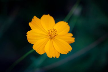Kozmos Sülfür 'e yakın plan, sarı bir kozmos çiçeği koyu yeşil arka planda çiçek açıyor..