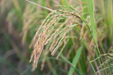 Tayland 'daki pirinç tarlalarının, organik tarlaların ve tarımın doğal arka planı. Olgun pirinç tarlaları hasat için hazır..