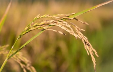 Tayland 'daki altın pirinç tarlalarının, organik tarlaların ve tarımın doğal arka planı. Olgun pirinç tarlaları hasat için hazır..
