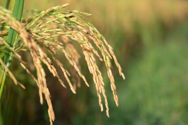 Tayland 'daki pirinç tarlalarının, organik tarlaların ve tarımın doğal arka planı. Olgun pirinç tarlaları hasat için hazır..