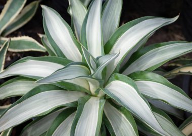 Dracaena bitkilerinin yakın çekimi, sulu bir bitki açık yeşil yapraklar, ve yaprak kenarları koyu yeşildir. Bahçeyi süslemek için süs bitkileri..
