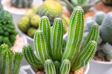 Cereus cactus, Cereus Lexagonus, green clumping succulent plants with cylindrical-shaped stems, white wool on top, and small sharp spines in white potted. The ornamental plants for decorating in the garden.
