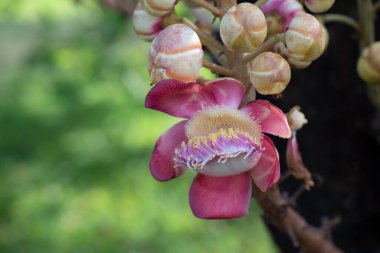 Close-up of Shorea robusta  Roxb flowers,  Sal Tree, Sal of India, big pink flowers on a big tree with light bokeh. Wood is used as a construction material, used to make joss sticks and medicine.