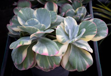 Kalanchoe Luciae 'Fantastic', A succulent plant with compact rosettes forms, gray-green leaves are thick, and pink stripes near the undulate margins. The ornamental plants for decorating in the garden or room decor.