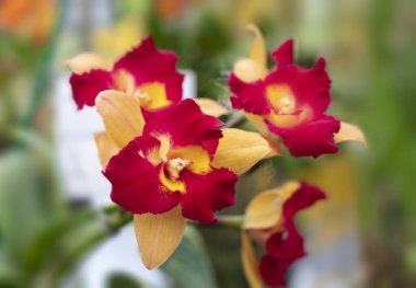 Close-up of bi-color Cattleya hybrid orchids. The sepals are yellow, and the petals and lips are red and yellow. Fragrant. The flower orchids bloom with natural soft light in the garden. 