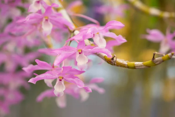 Close Dendrobium Orchids Bouquet Pink Petals White Lip Fragrant Flower — Photo