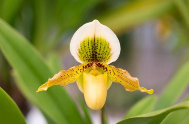 Close-up of Paphiopedilum exul orchid on green leaves background. A species of orchid endemic to Thailand. The orchid flower is a greenish-yellow on the petals, lightly brown-spotted, and the lip shapes the pouch-like.