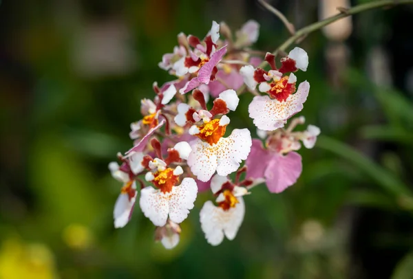 Oncidium Orkide buketinin seçici odak noktası, infloresans uzundur ve bir dalı vardır, yapraklar sarı noktalı kahverengi ve beyazdır. Bulanık arka planda çiçek açan küçük çiçek orkidesi..