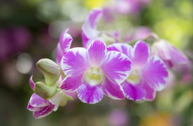 Dendrobium orkidelerinin yakın plan beyaz ve mor yapraklı buketi. Bahçede doğal, yumuşak ışık saçan bokeh arka planda..