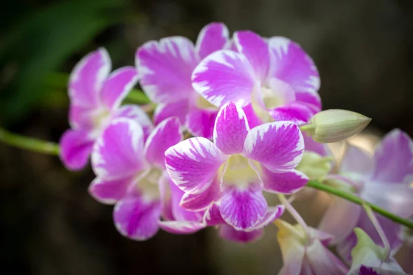 Close Buquê Orquídeas Dendrobium Com Pétalas Brancas Roxas Florescendo Com — Fotografia de Stock
