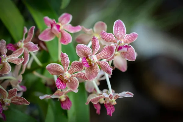Közelkép Vanda Orchideák Hibrid Vanda Mimi Palmer Tömítések Szirmok Világos — Stock Fotó