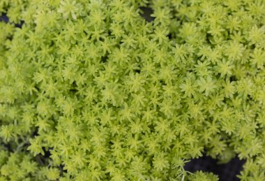 Küçük Sedum çizgisinin doğal arka planı, halı sedum, ya da iğne taşı. Sulu bitkiler. Yapraklar yeşil ve incedir. Bahçedeki dekorasyon için süs bitkileri. Saha örtüsü bitkileri.