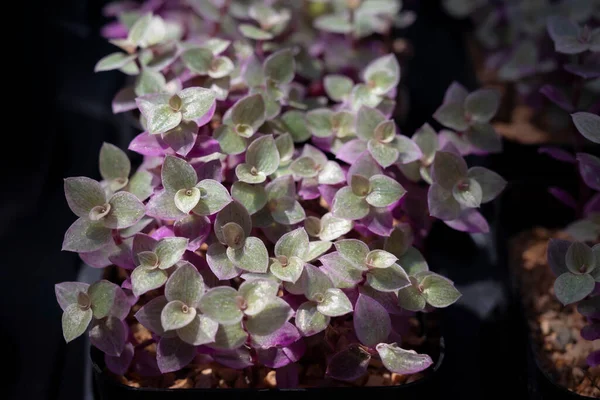 カリシアの爬虫類のクローズアップ 忍び寄るインチの植物 光と影の背景を持つ紫緑色の小さな多肉植物 庭に吊るす観賞用植物として使用 — ストック写真