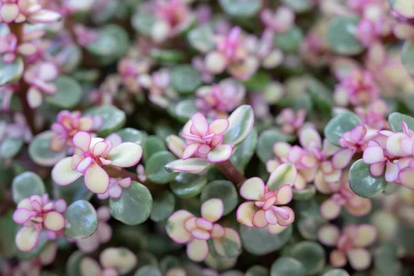 Natural background of Elephant bush, A small-leaved succulent plant, The leaves are green, and the top is pink. Variegated plants. The ornamental plants for decorating in the garden or room decor.