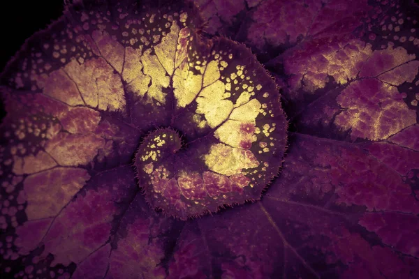Природний Фон Листової Вени Фіолетовим Золотим Кольором Спіральною Енергійною Мережею — стокове фото