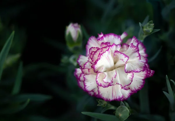 Zbliżenie Białego Goździka Purpurową Krawędzią Kwitnącą Ogrodzie Ciemnozielonym Tle — Zdjęcie stockowe
