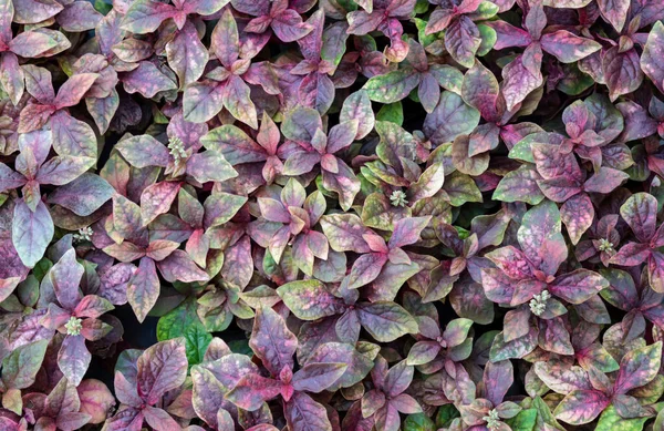 Natürlicher Hintergrund Aus Kleinen Purpurroten Blättern Die Zierpflanzen Zur Dekoration — Stockfoto
