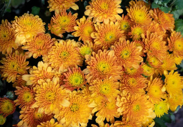 Naturalne Tło Ciemnożółtych Kwiatów Chryzantemy Kwitnących Tropikalnym Ogrodzie Kwiatowy Wzór — Zdjęcie stockowe