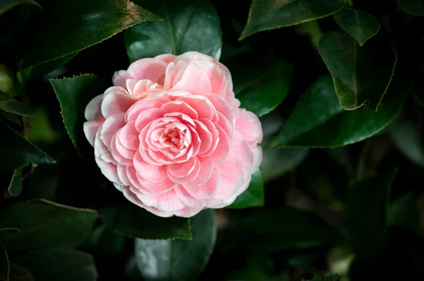 Close Van Camellia Bloem Met Roze Oranje Bloemblaadjes Bloeiend Tuin — Stockfoto