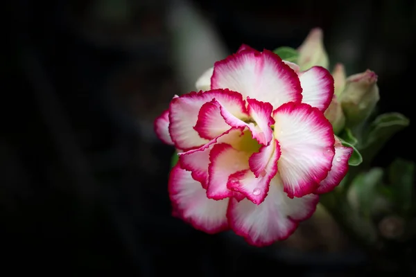 暗い背景に庭にピンクのエッジが咲く白いAdeniumの花のクローズアップ 砂漠のバラ 庭に飾るための装飾植物 — ストック写真