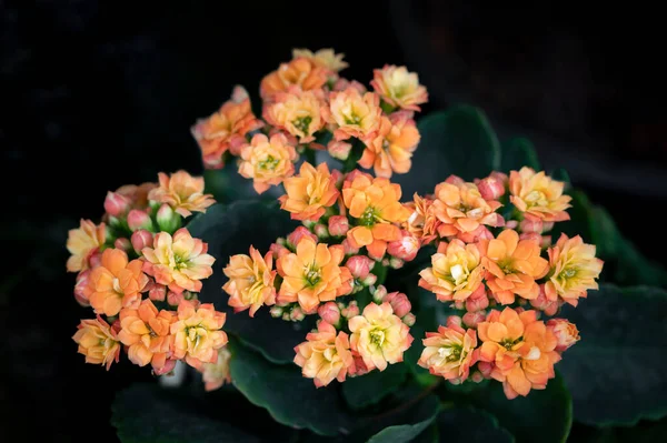 Közelkép Kis Orange Kalanchoe Virágok Virágzik Kertben Természetes Napfény Sötét — Stock Fotó