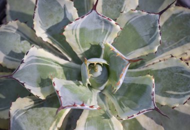 Agave 'e yakın plan, kısa saplı ve roket şeklinde yeşil sulu bir bitki. Ucu ve marjinal yaprakların kırmızı dikenleri vardır. Bahçedeki süs bitkileri..