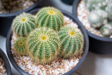 Echinocactus 'a (altın fıçı) yakın plan, yuvarlak saplı ve sarı sivri dikenli büyük yeşil, sulu bir bitki. Bahçedeki süs bitkileri.. 