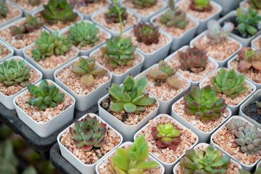 Echeveria sulu bitkilerinin seçici odak noktası, küçük gövde, fidanlıkta çiçek açan yeşil yapraklarla şekillenmiş rosetlerdir. Ev dekorasyonu için popüler sulu bitki.