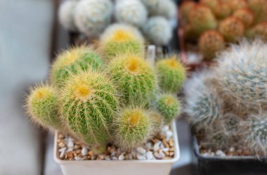 Parodia kaktüsünün (Eriocactus) yakın çekimi, silindirik şekilli ve sarı sivri dikenli sulu bir bitki. Kaya bahçesindeki süs bitkileri ya da saksı bitkileri..