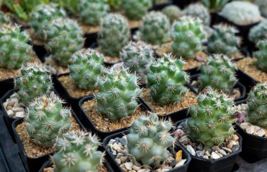 Mammillaria Schumannii kaktüsünün seçici odağı. Yuvarlak şekilli sulu bir kaktüs. Keskin dikenlerle kaplı tek veya kümelenmiş gövdeler. Bahçede ya da dekorasyonda kullanılan süs bitkisi..