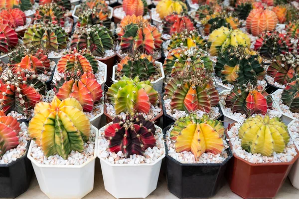 stock image Gymnocalycium cactus. Colorful popular succulent cactus, The stem is round shapes and the sharp spines in the nursery pot. The Ornamental plant for decorating in the garden or home decor.