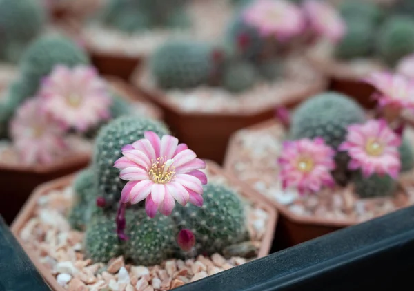 Rebutia cactus with light pink flowers funnel-shaped. The stem is green, round-shaped, and densely covered with sharp spines. The Ornamental plant for decorating in the garden or home decor.