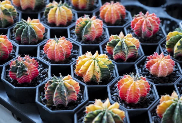 stock image Gymnocalycium cactus. Colorful popular succulent cactus, The stem is round shapes and the sharp spines in the nursery pot. The Ornamental plant for decorating in the garden or home decor.