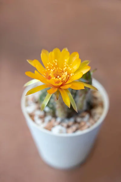 Rebutia cactus with big yellow flower funnel-shaped in a white potted. The stem is green, round-shaped, and densely covered with sharp spines. The Ornamental plant for decorating in the garden or home decor.
