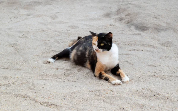 Słodki Trójkolorowy Bezdomny Kot Shorthair Odpoczywa Białym Piasku Plaży Szczęściem — Zdjęcie stockowe