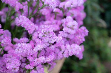 Pembe Statice çiçeklerinin (Limonyum sinuatum) seçici odağı, bahçede doğal yumuşak ışık ve bulanık arkaplan. Kes çiçek..