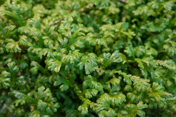 Natuurlijke Achtergrond Van Kleine Evergreen Varenbladeren Selaginella Kraussiana Met Natuurlijk — Stockfoto