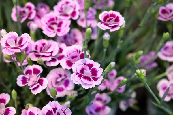 Bahçedeki Pembe Dianthus chinensis çiçek buketinin seçici odağı..