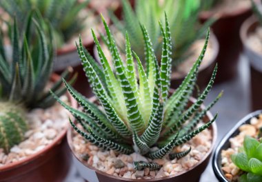 Doğal güneş ışığında Haworthia zebra bitkisinin yakın çekimi. Kısa yaprakları ve beyaz tüberkülü şeritleri olan her daim yeşil sulu bir bitki. Bahçede ya da dekorasyonda kullanılan süs bitkisi..