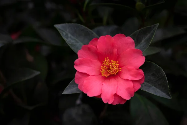 Close Van Camellia Bloem Met Rode Bloemblaadjes Geel Stuifmeel Bloeiend — Stockfoto