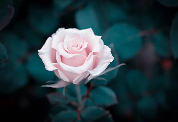 Zbliżenie Miękkiego Różowego Kwiatu Róży Kwitnącego Ciemnozielonymi Tłami Ozdobne Kwiaty — Zdjęcie stockowe