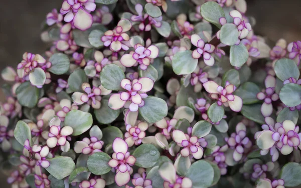 Natural background of the Elephant bush, A small-leaved succulent plant, The leaves are green, and the top is pink. Variegated plants. The ornamental plants for decorating in the garden or home decor.