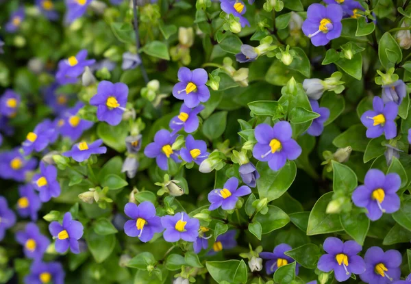 Natürlicher Hintergrund Von Exacum Affine Blumen Blühen Auf Grünen Blättern — Stockfoto