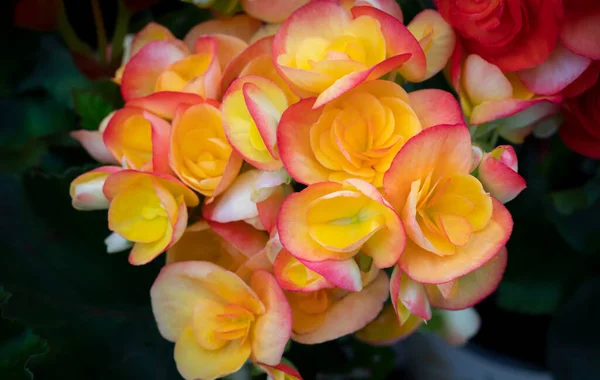Bloemige Achtergrond Van Geel Oranje Begonia Bloemen Bloeit Met Natuurlijk — Stockfoto
