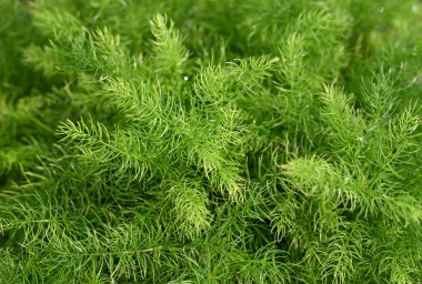 Asparagus Densiflorus 'un doğal arka planı, Kuşkonmaz eğreltiotu bitkileri. Tropik bahçede küçük yeşil bir yaprak. Bahçeyi süslemek için süs ve zemin örtüsü..
