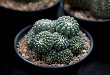 Astrophytum kaktüsünün yakın çekimi. Lezzetli kaktüs, koyu yeşil saplı, küresel ve kıllı omurgasız. Bahçede ya da dekorasyonda kullanılan süs bitkisi.. 