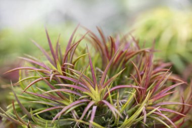 Tillandsia bitkilerinin doğal arka planı, renkli yapraklar ve ince yapraklar. Asma bitkileri. Hava tesisleri. Bahçedeki süs bitkileri..