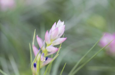 Tillandsia çiçek buketinin (pamuk şeker) yakın çekimi, taç yaprakları yumuşak pembe, yaprakları yeşil ve incedir. Asma bitkileri ve hava bitkileri. Bahçedeki süs bitkileri..