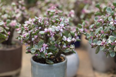 Portulacaria Afra (elephant bush), A small-leaved succulent plant, variegated plant, and green leaves with small pink flowers in white potted. The ornamental plants for decorating in the garden or room decor.