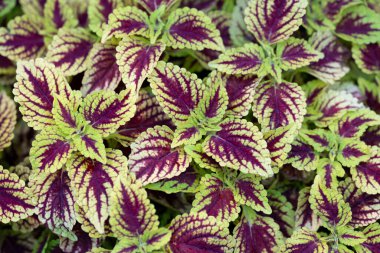 Coleus bitkilerinin doğal arka planı. Tropikal bahçede yeşil-mor renkli yapraklar. Bahçeyi süslemek için süs bitkileri..